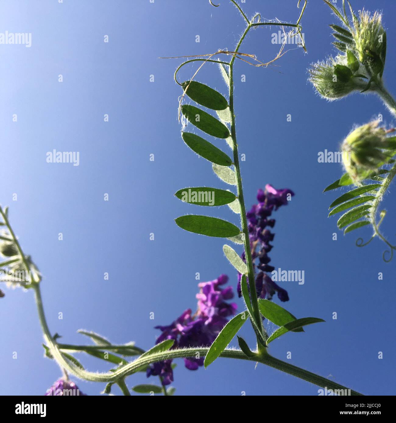 Eine vicia-Cracca-Pflanze, die von unten geschossen wurde. Der blaue Himmel ist sichtbar. Der Fokus liegt auf dem Blatt. Stockfoto