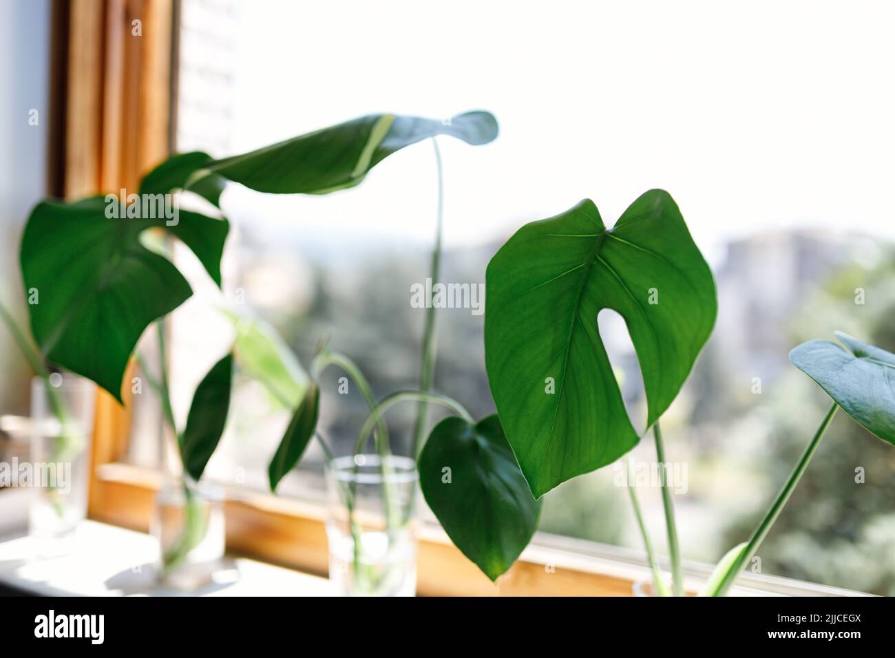 Vermehrung der Schweizer Käsefabrik , Philodendron Monstera im Wasser Stockfoto