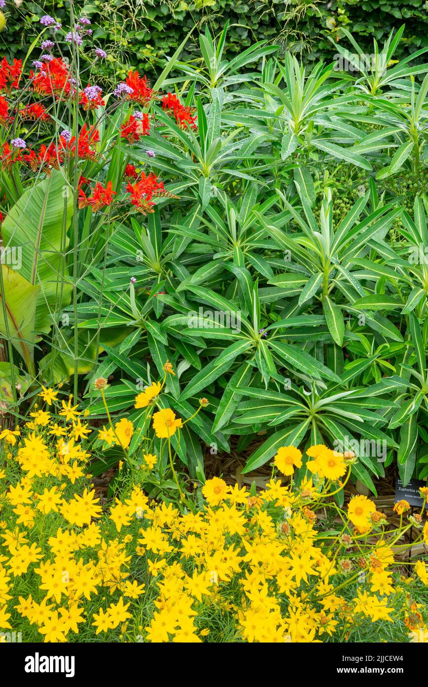Die Glätterblume in einem Garten mit roter Crocosmia und gelber Coreopsis. Stockfoto
