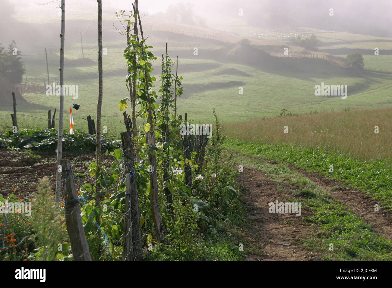 Am frühen Morgen schimmert der Dunst im Licht der aufgehenden Sonne in einem Weinberg in nordspanien Stockfoto