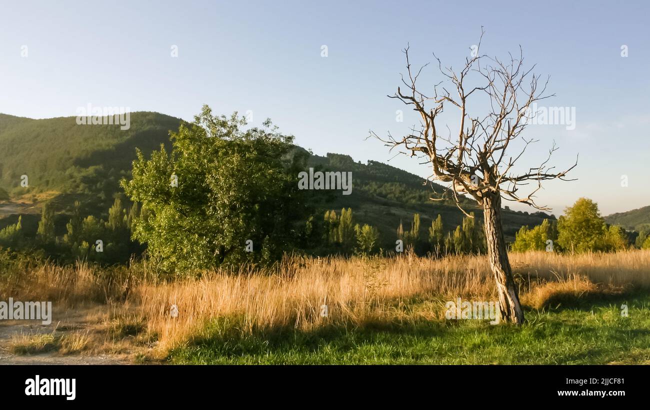 Ein einsamer Baum und Sträucher im frühen Morgenlicht auf dem Pilgerweg nach Santiago de Compostela Stockfoto