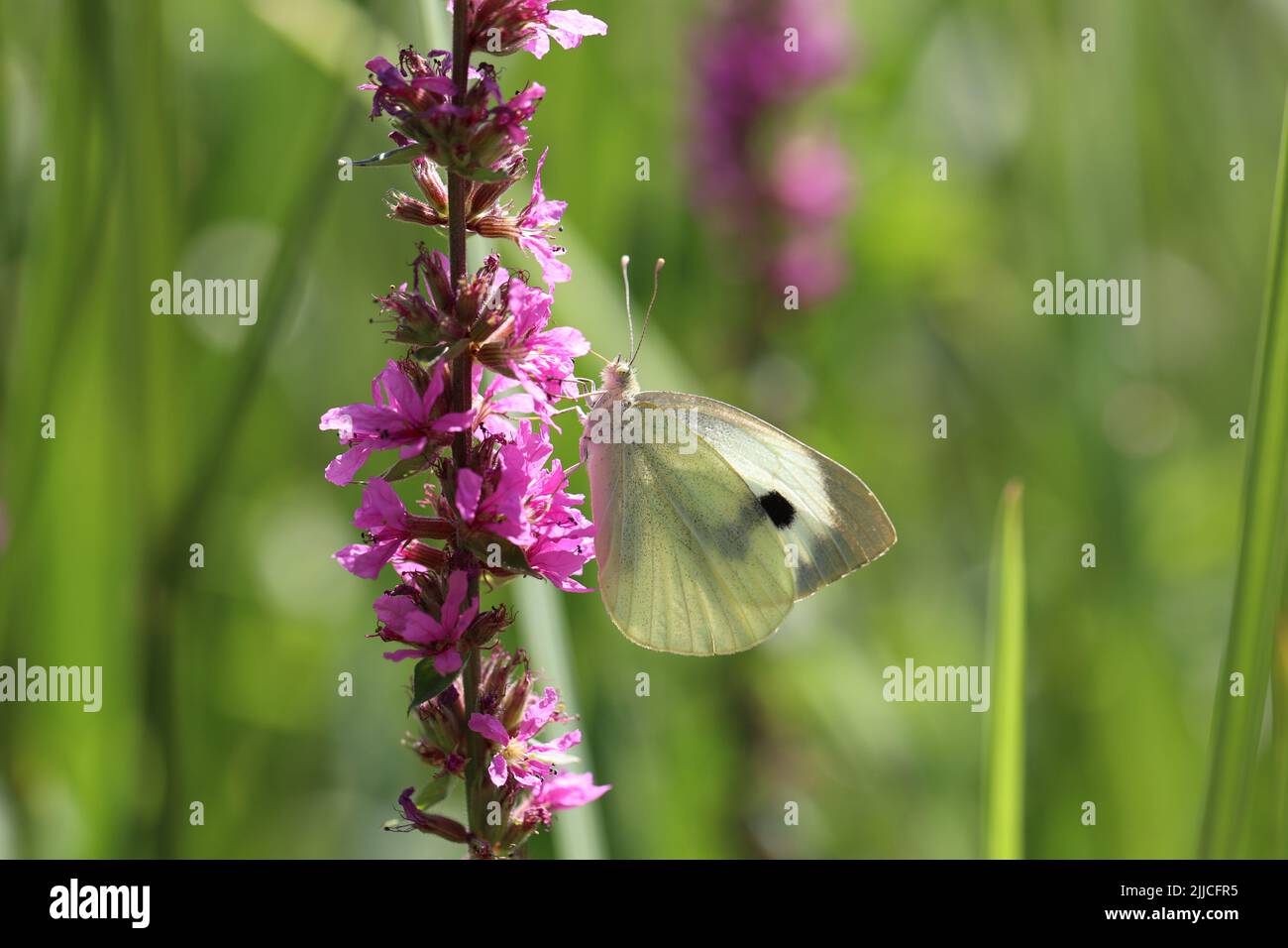 Schöne Schmetterlinge sitzen auf Blumen und trinken Nektar Stockfoto