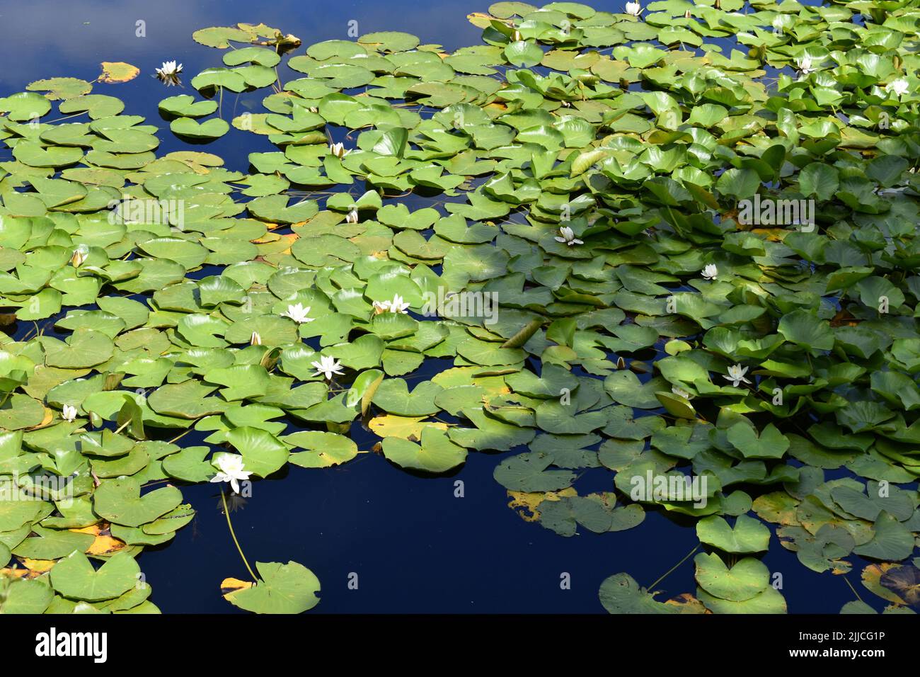 Seerosen, Bosherston Seerosenteiche, Stackpole, Pembrokeshire, Wales Stockfoto