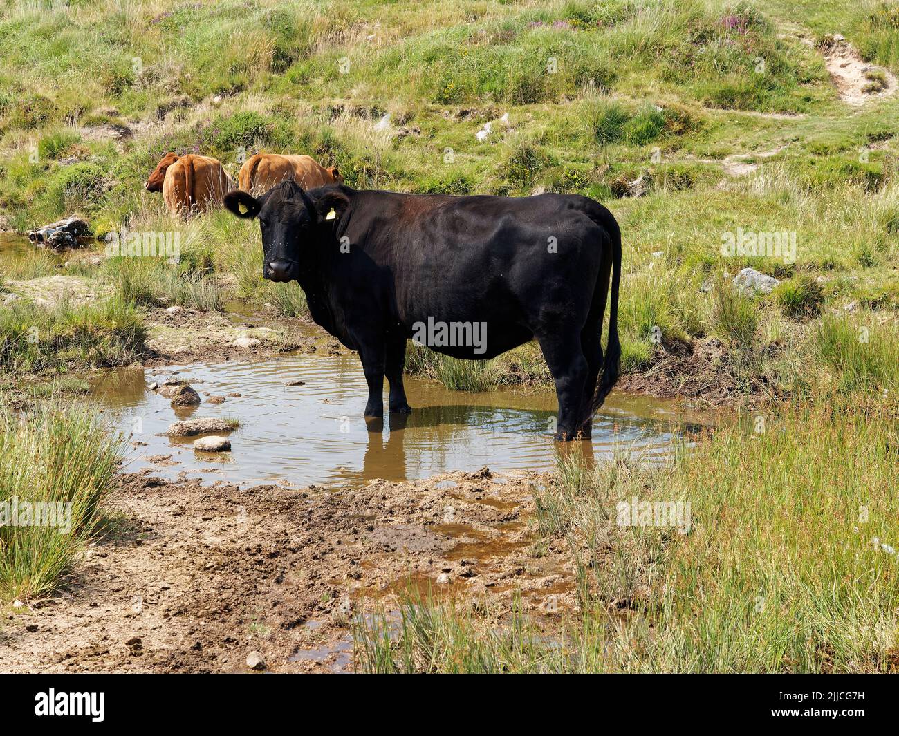 Das Vieh kühlt sich im Fluss Meavy ab Stockfoto