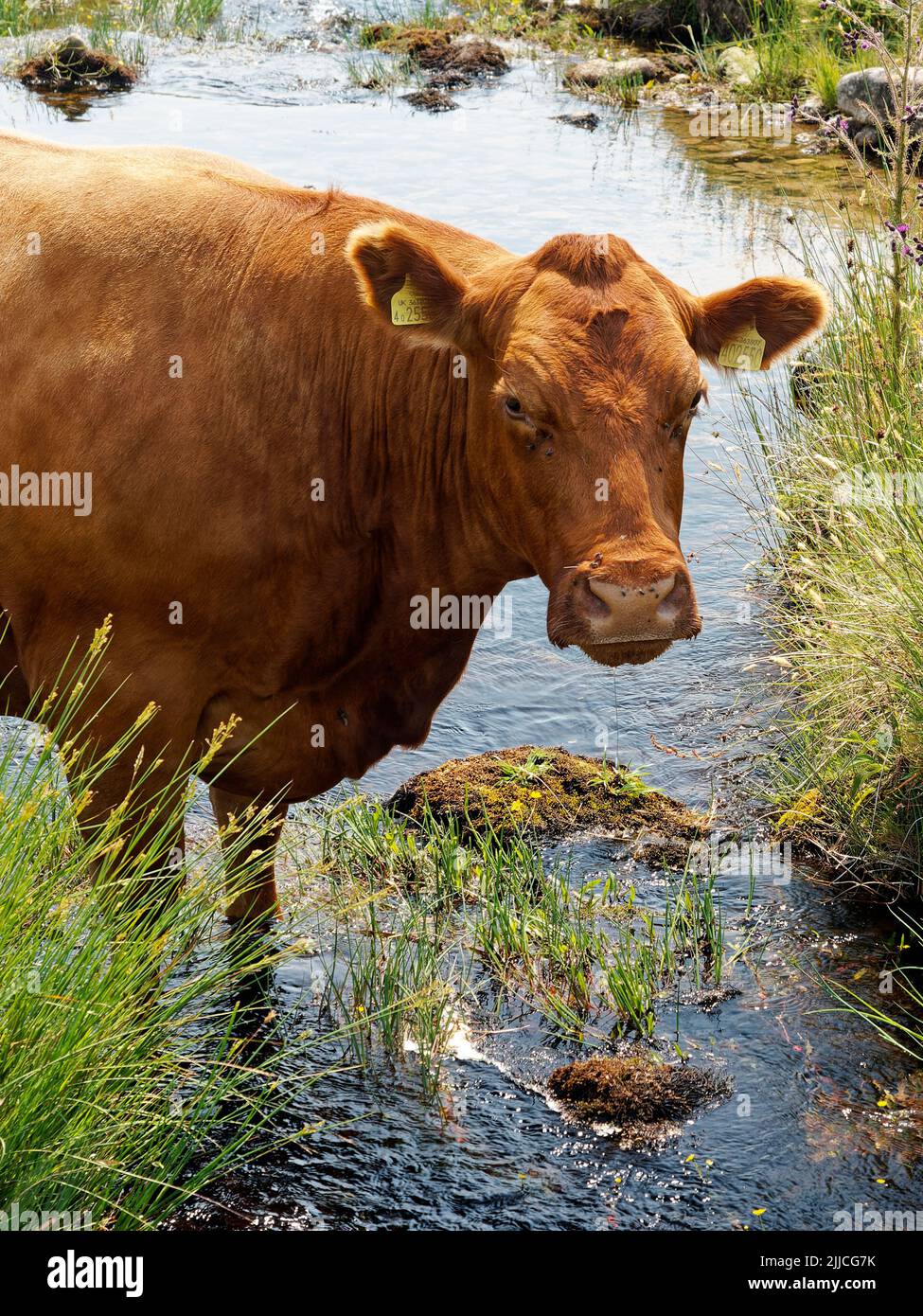 Devon Rote Kuh, die sich im Fluss Meavy abkühlt Stockfoto