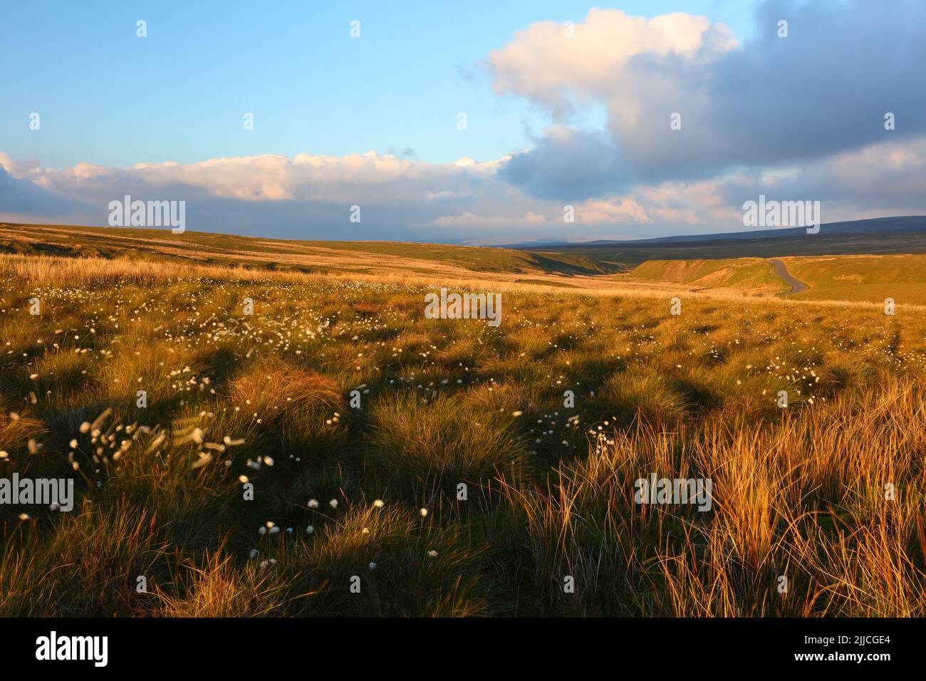 Blick über die Pennine Hills in Richtung Tann Hill an einem windigen Abend mit Cotton Grass im Vordergrund, North Yorkshire, England, Großbritannien. Stockfoto