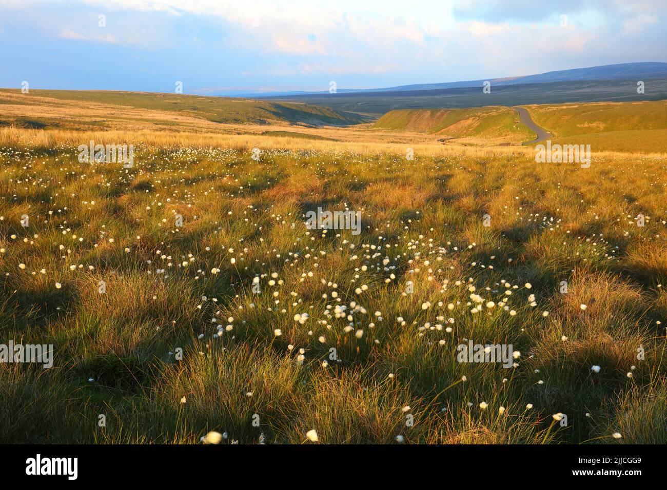 Blick über die Pennine Hills in Richtung Tann Hill an einem windigen Abend mit Cotton Grass im Vordergrund, North Yorkshire, England, Großbritannien. Stockfoto