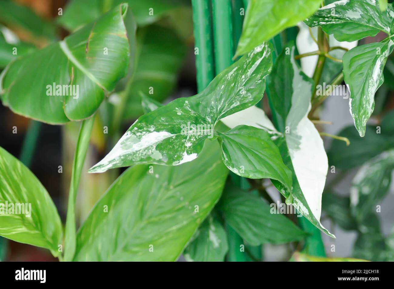 Syngonium podophyllum, Arrowhead-Rebe oder Schwanenfußpflanze oder Araceae-Pflanze Stockfoto