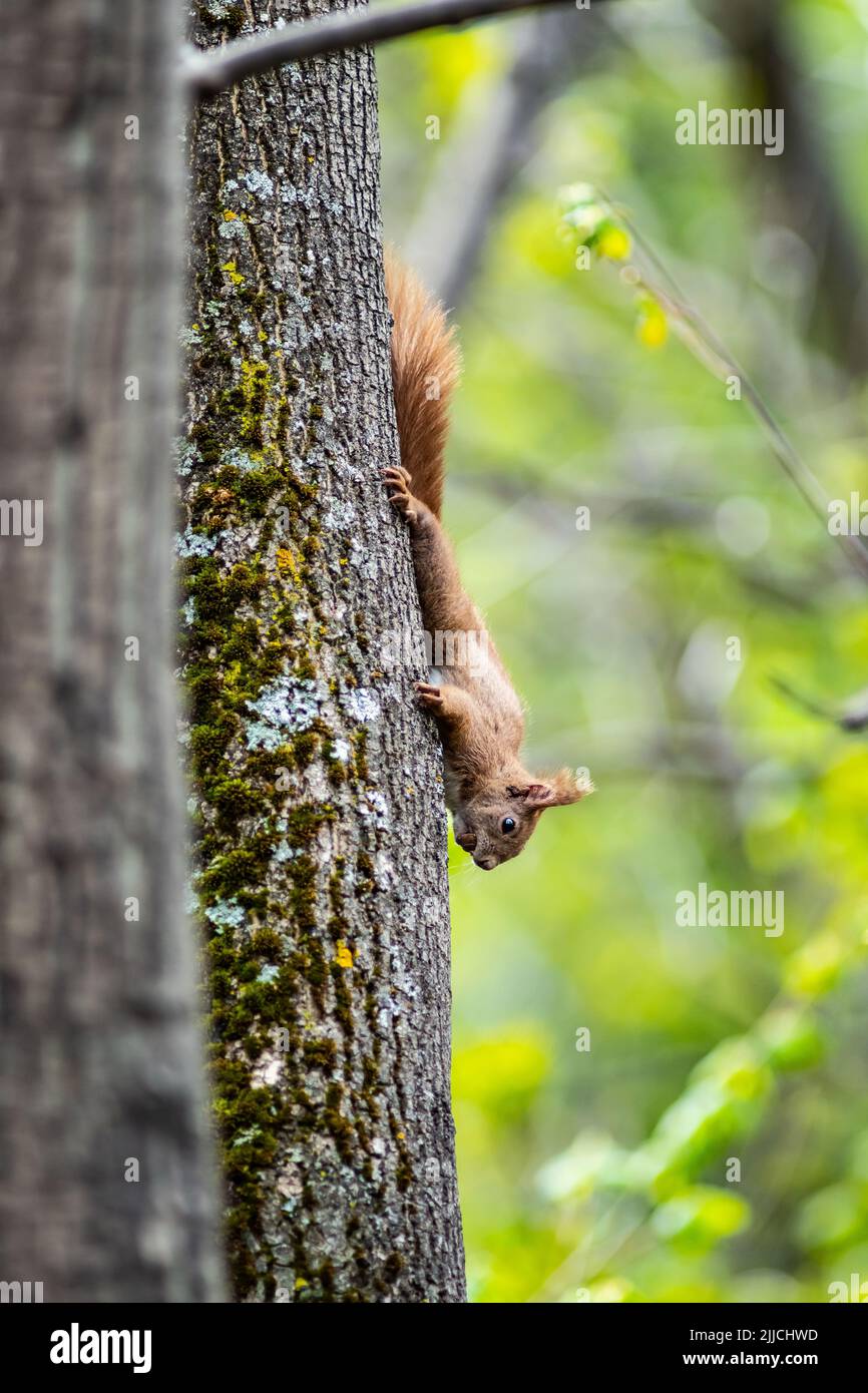 Rotes Eichhörnchen auf dem Balken Stockfoto