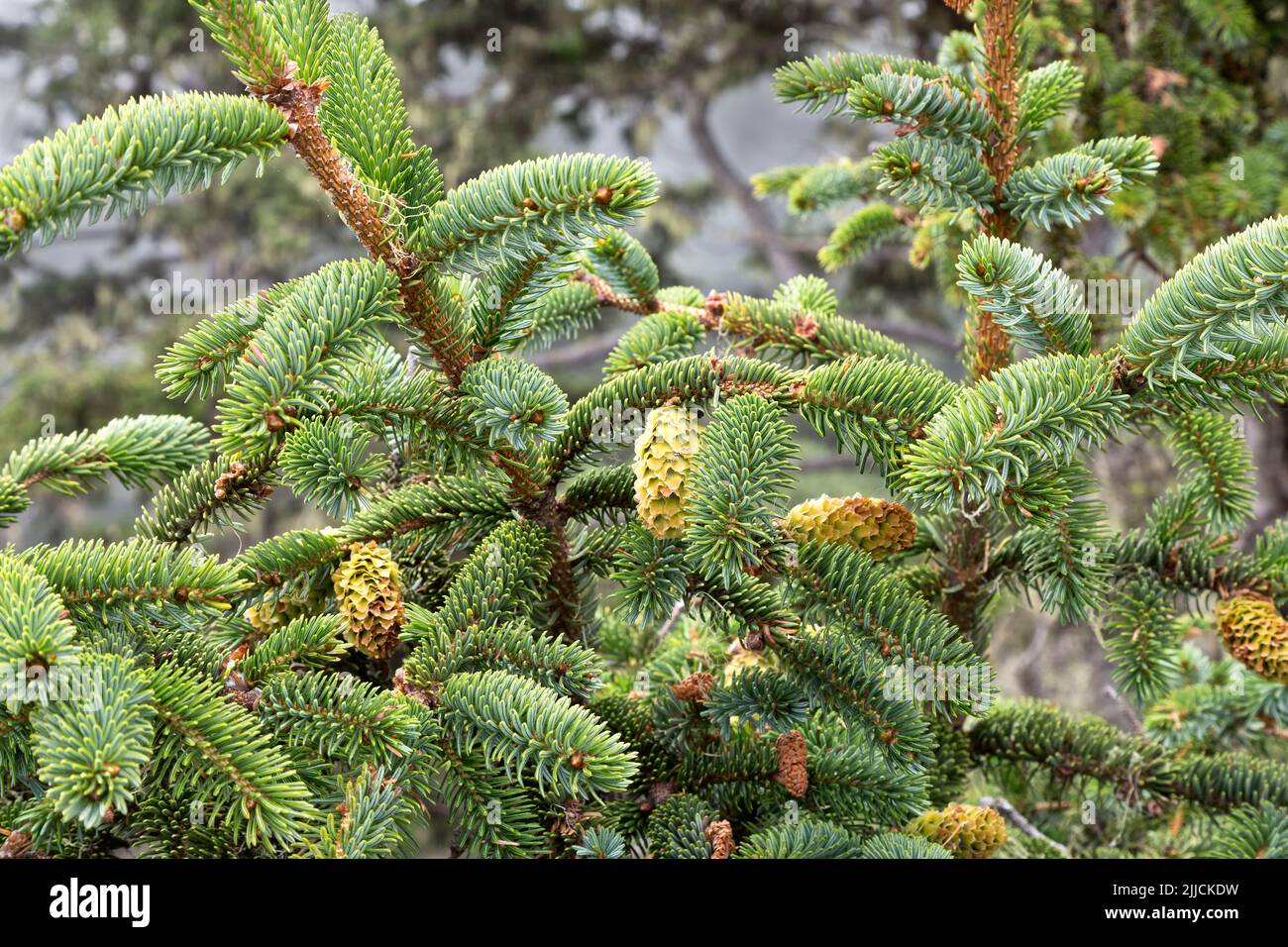 Sitka Fichte 'Picea sichensis', immergrün, Nordküste von Kalifornien. Stockfoto