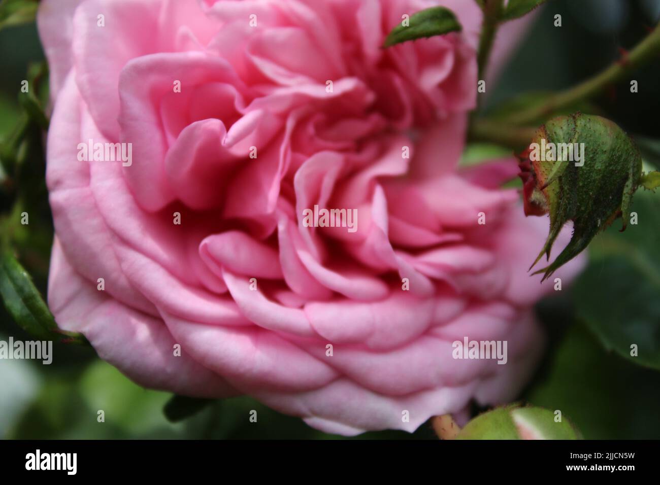 Rosebuds Makrofotografie. Der Sommer blüht aus nächster Nähe. Rosa Rosen im Garten. Rosa Blütenblätter. Grüner Hintergrund. Üppiges Laub. Buschiger Baum. Geschenk Stockfoto