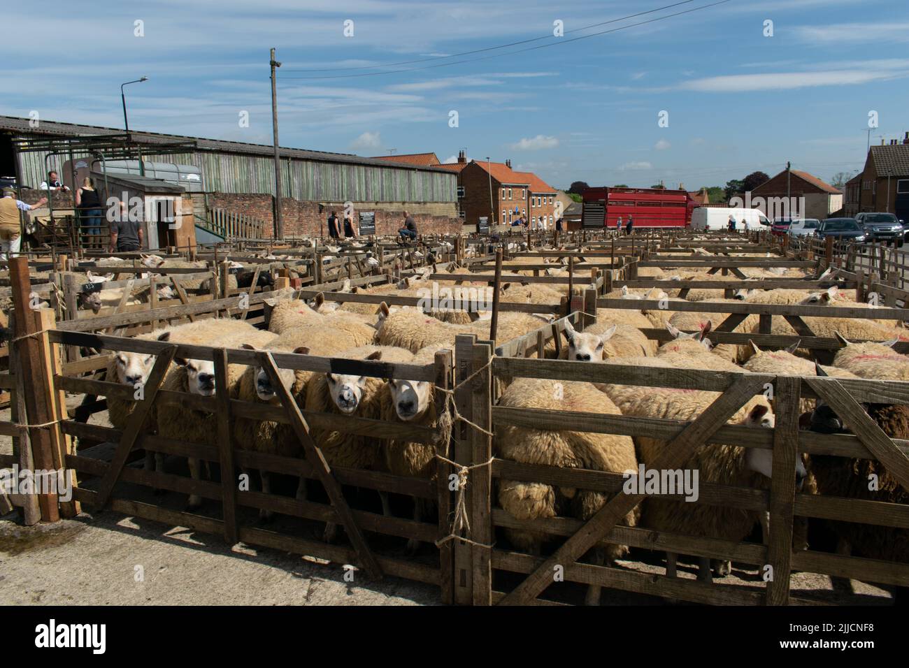 Schafe in Stiften. Malton Viehmarkt, Yorkshire, Großbritannien Stockfoto