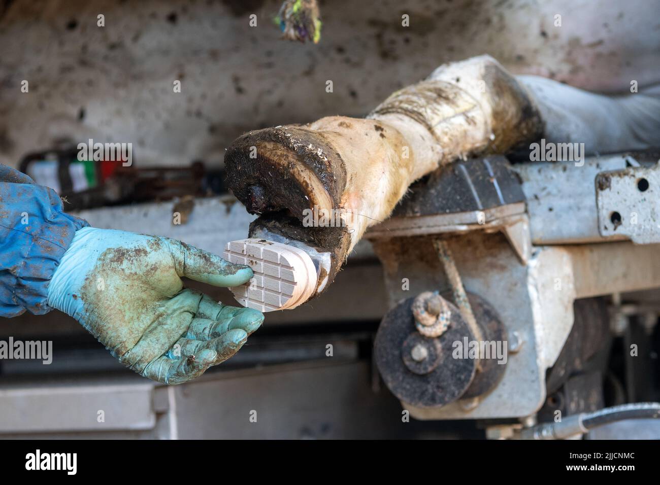 Rinderfuß-Trimmer, der einen hölzernen HUF an einem Fuß der Milchkühe befestigt, um das Gehen zu erleichtern. North Yorkshire, Großbritannien. Stockfoto