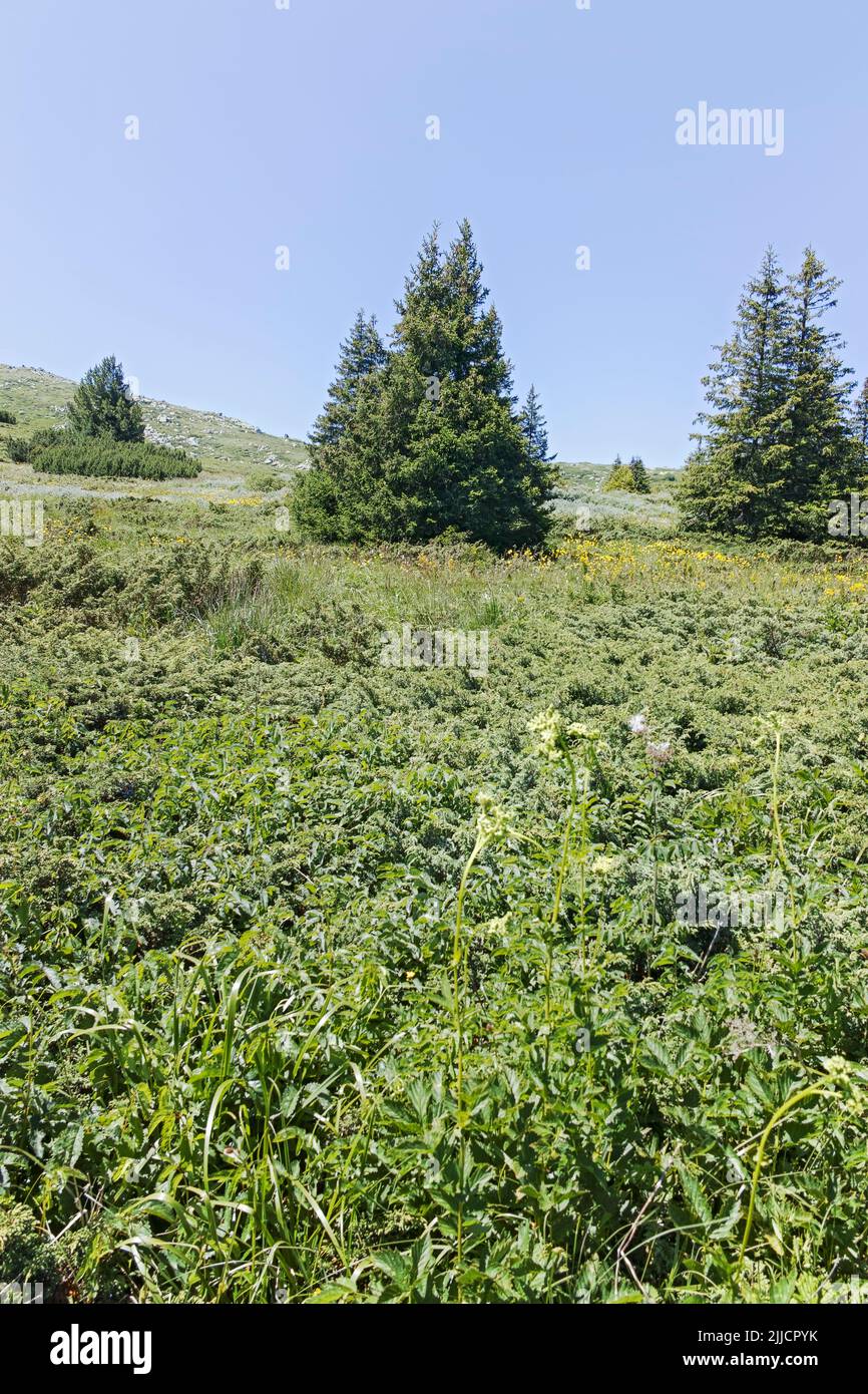 Sommerlandschaft des Vitosha-Gebirges in der Nähe der Aleko-Hütte, Region Sofia, Bulgarien Stockfoto