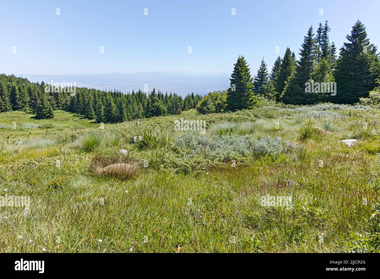 Sommerlandschaft des Vitosha-Gebirges in der Nähe der Aleko-Hütte, Region Sofia, Bulgarien Stockfoto