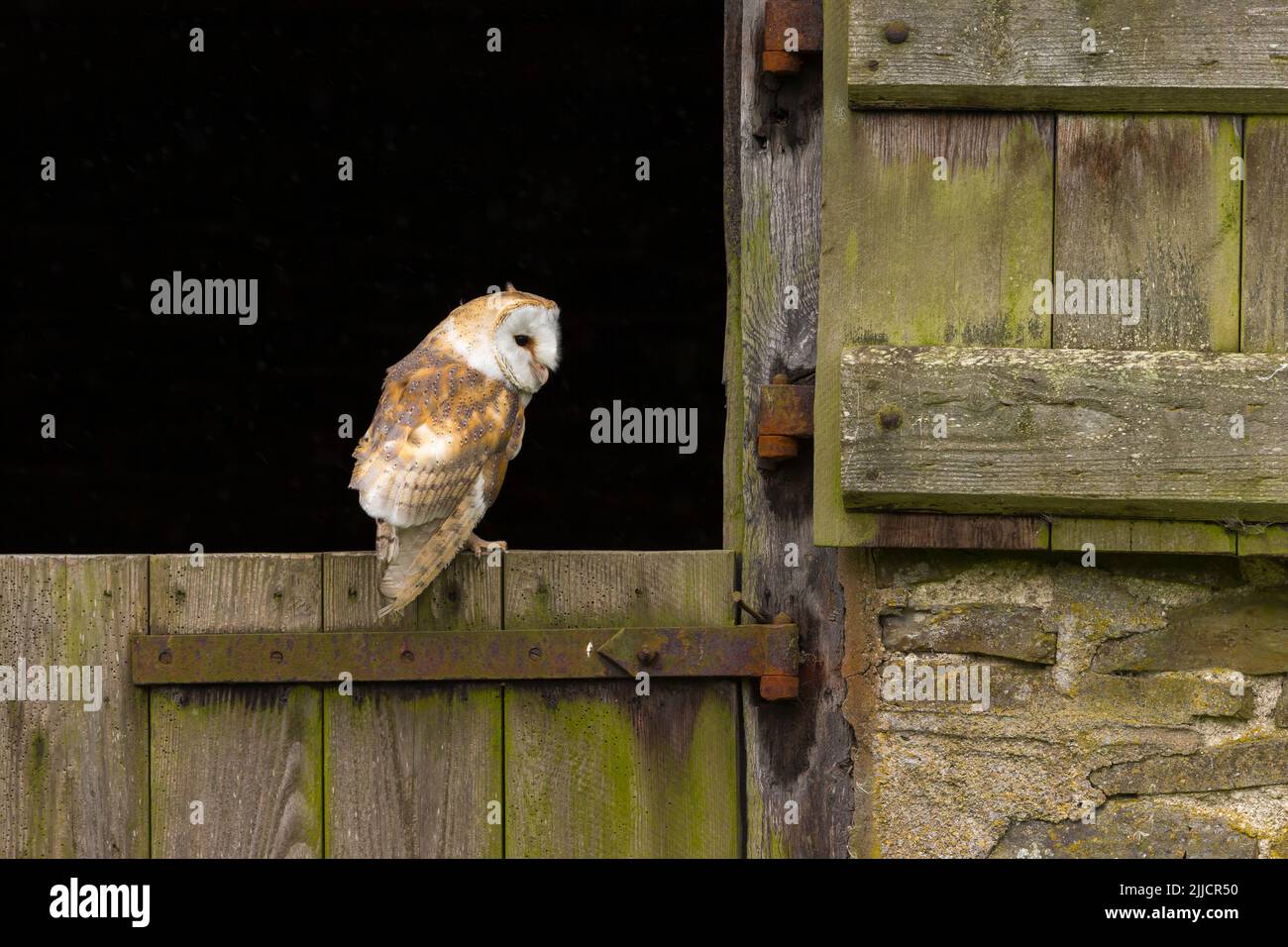 Scheune Owl Tyto alba (Captive), auf rustikalem Scheunentor, Castle Caereinion, Wales, Großbritannien, Mai Stockfoto