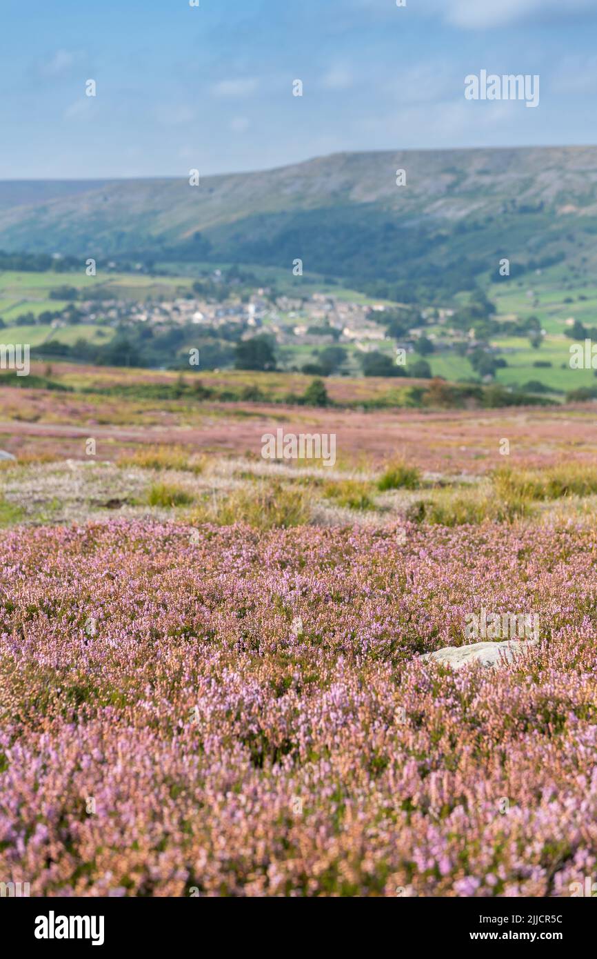 Gut geführtes Heidemoor im Spätsommer, mit Blick auf Reeth im Yorkshire Dales National Park, Großbritannien. Stockfoto