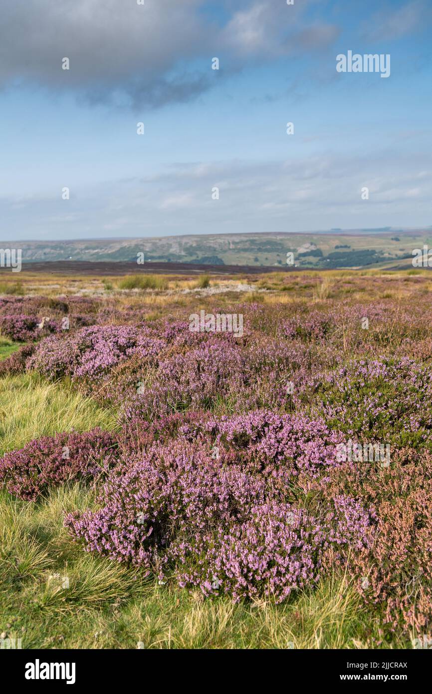 Gut geführtes Heidemoor im Spätsommer, mit Blick auf Reeth im Yorkshire Dales National Park, Großbritannien. Stockfoto