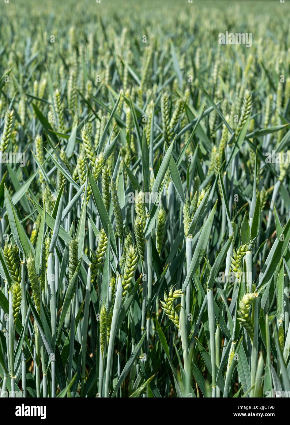 Weizenfeld, das in der Sonne reift Stockfoto