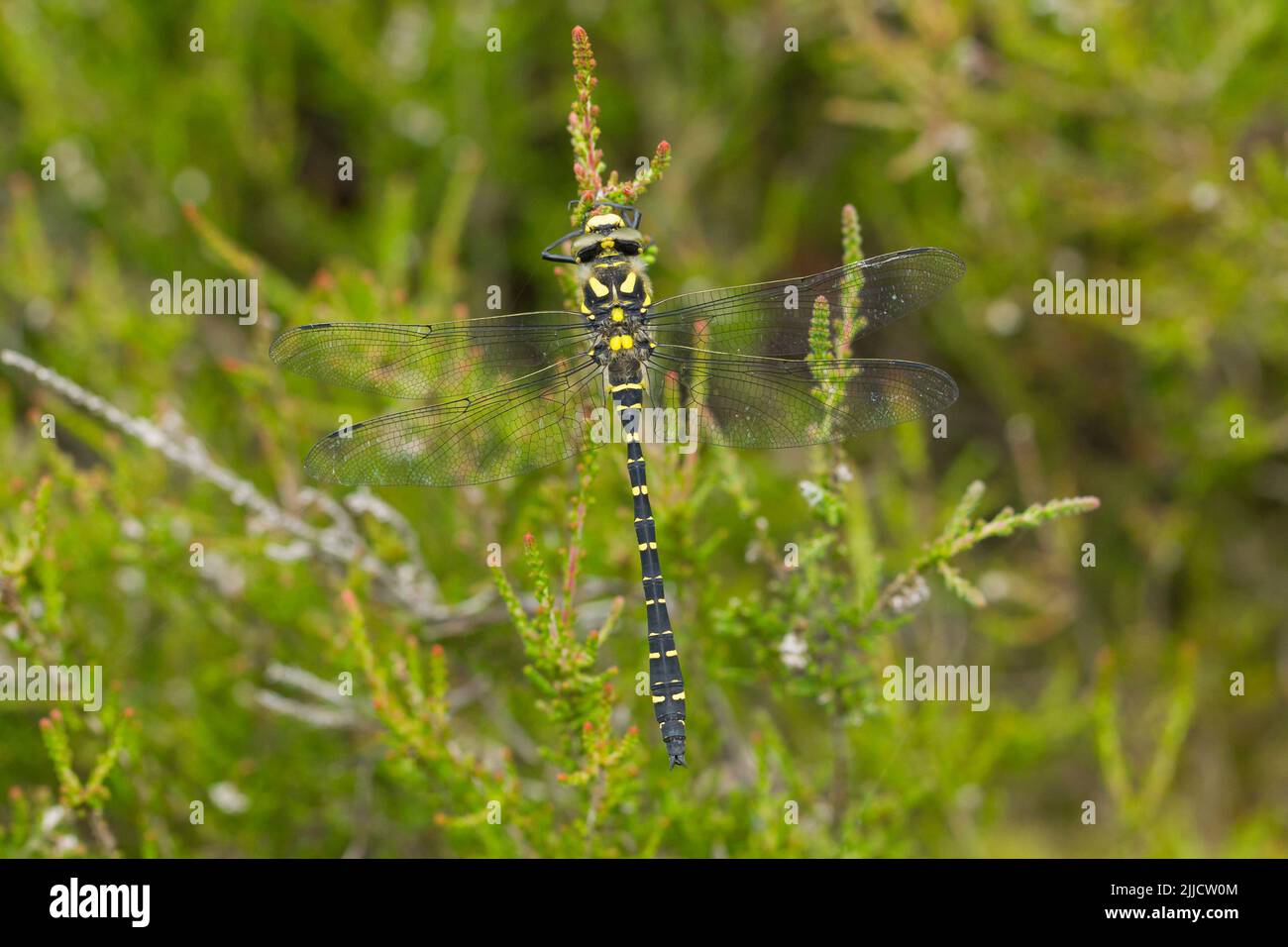 Golden beringt Libelle Cordulegaster Boltonii, Männchen, Schlafplatz unter Heidekraut, Arne, Dorset, Großbritannien im Mai. Stockfoto