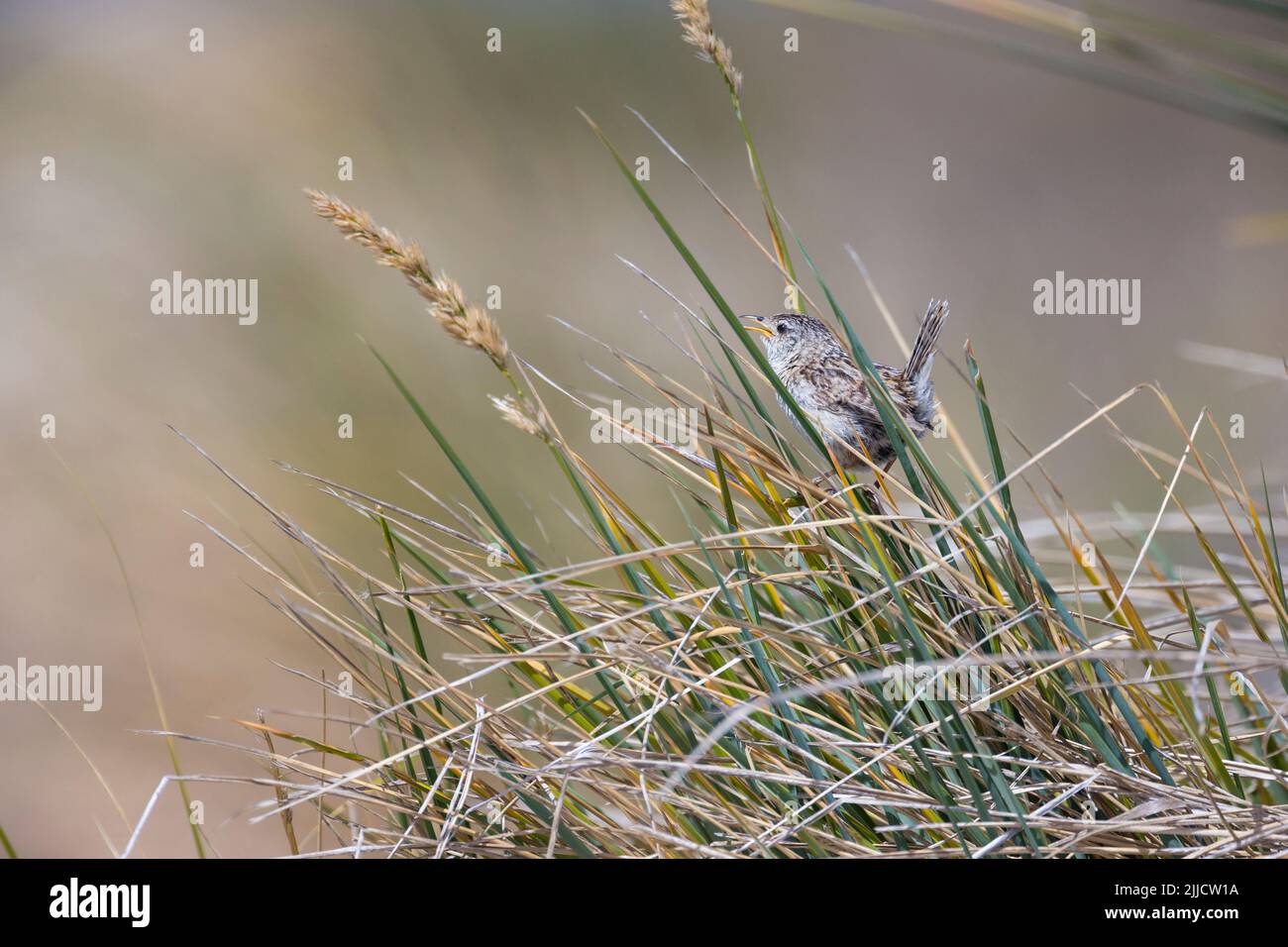 Grass wren Cistothorus platensis, Erwachsene, Gesang aus Tussockgras, Sea Lion Island, Falkland Islands im Dezember. Stockfoto