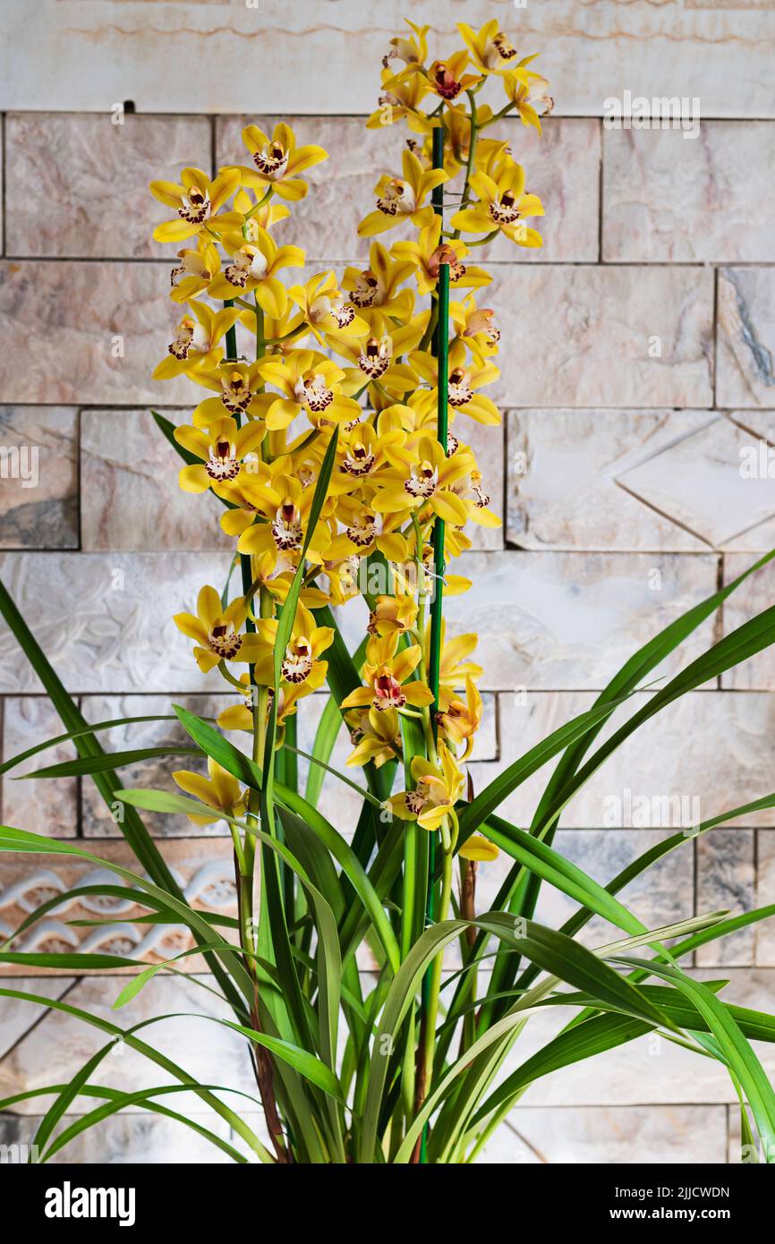 Cymbidium Orchidee (Bootsorchidee) mit gelben Blüten Stockfoto
