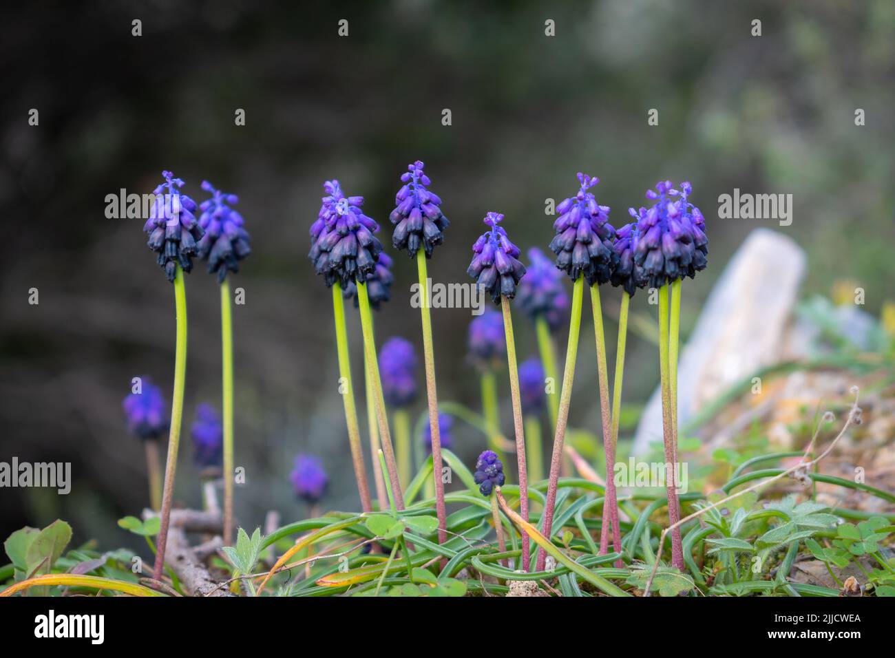 Muscari commutatum (Dunkle Traubenhyazinthe), geringe Schärfentiefe Stockfoto