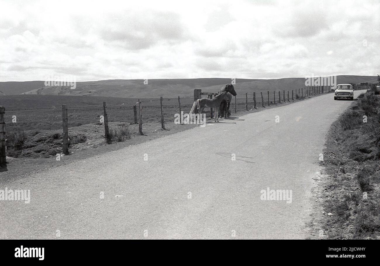 1970s, historisch, ein Pferd und ein Fohlen, das vor einem Zaun auf einer ländlichen Landstraße steht, mit einem Austin 1100 Going Pass, Tewkesbury, England, Großbritannien. Stockfoto