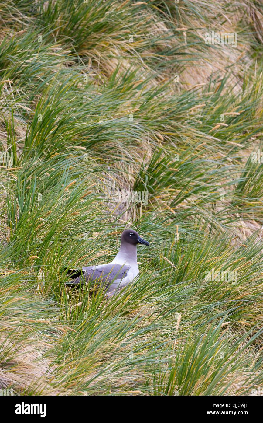 Der leichte Albatross "Phoebetria palpebrata", erwachsen, inmitten der Vegetation auf der Klippe, Gold Harbour, Südgeorgien im Januar. Stockfoto