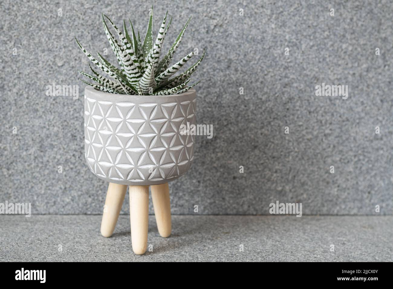 Haworthia fasciata alba (Albino, breiter Zebra) saftig mit leuchtend weißen Streifen Stockfoto