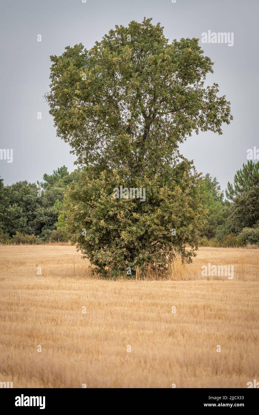 Isolierte Eiche in der Mitte der Weizenernte, vertikale Zusammensetzung Stockfoto