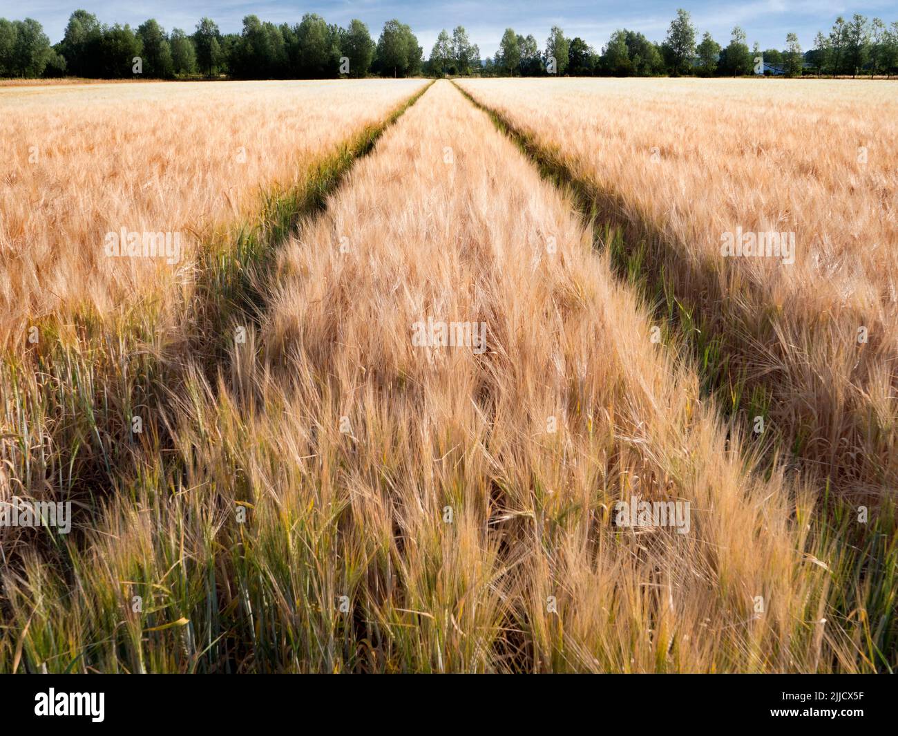 Hier ist ein fast reifes Weizenfeld an der Themse in der Nähe von Sandford Lock, das auf die zarte Gnade des Mähdreschers wartet. Gehwege des Gemeinrechts Stockfoto