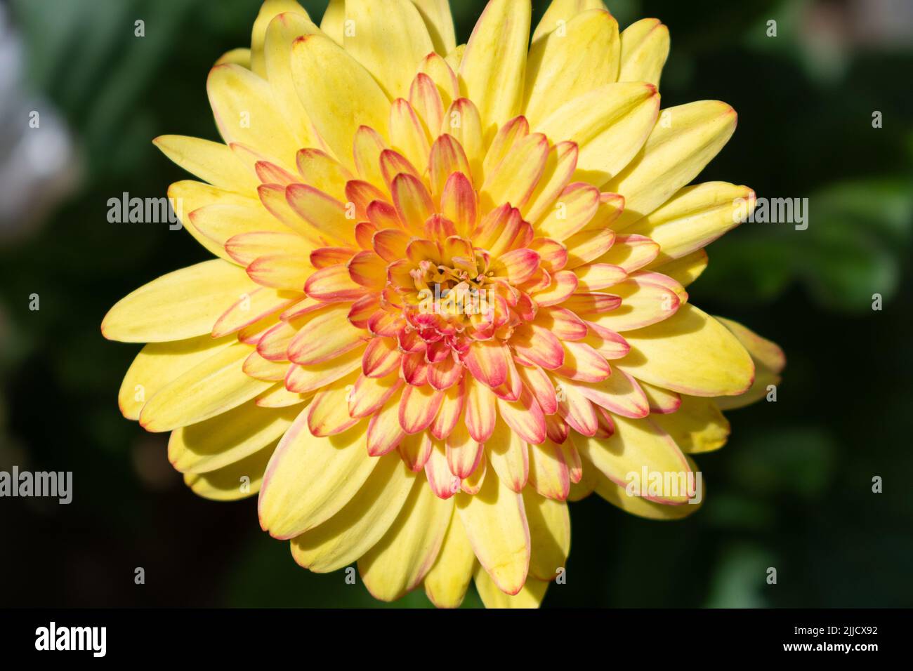 Gerbera gelb rosa Blume aus der Nähe, vor dunklem Hintergrund Stockfoto