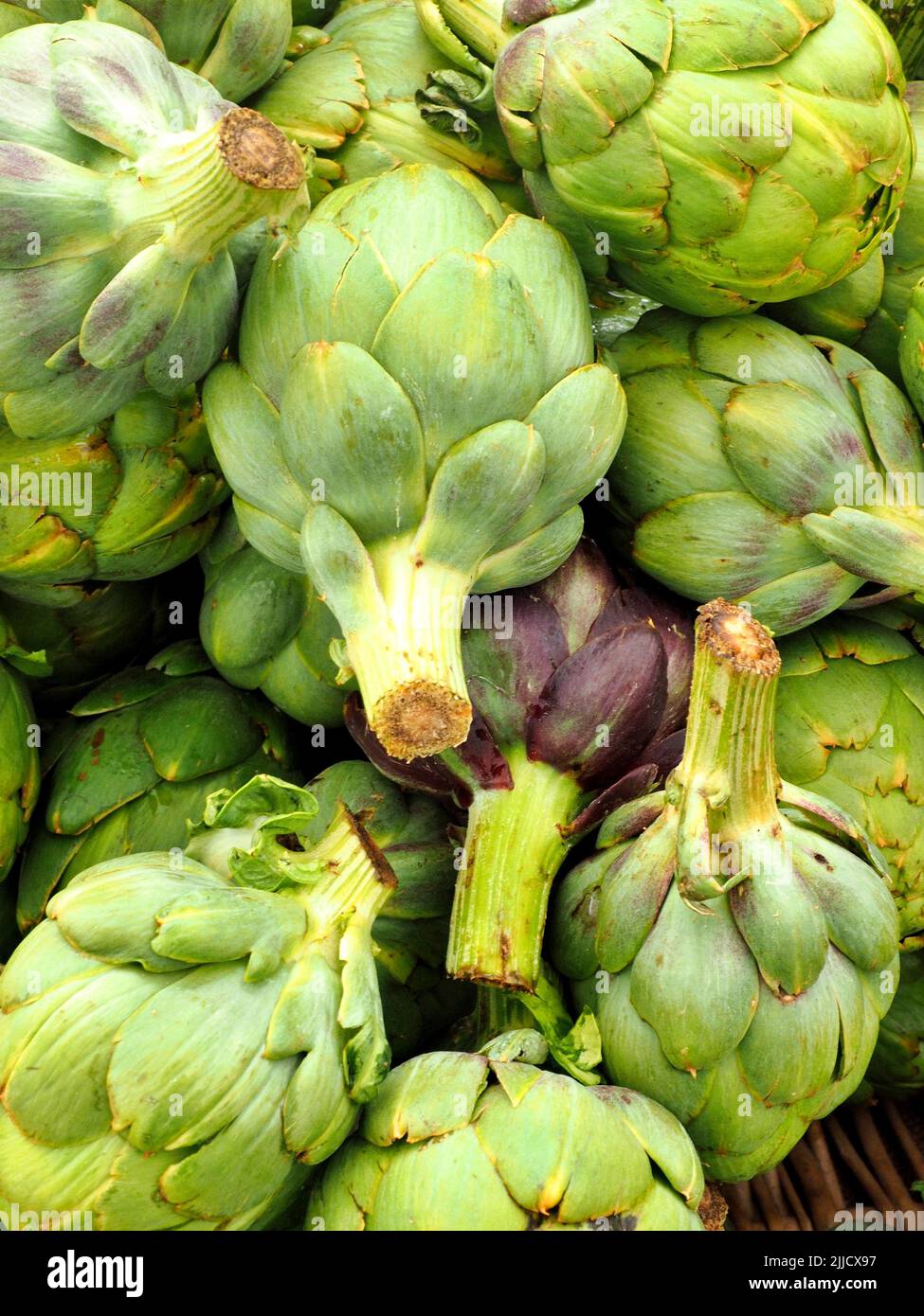 Frische grüne Bio-Rtichokes in Stalll auf dem Open Air Eugene Saturday Market Stockfoto