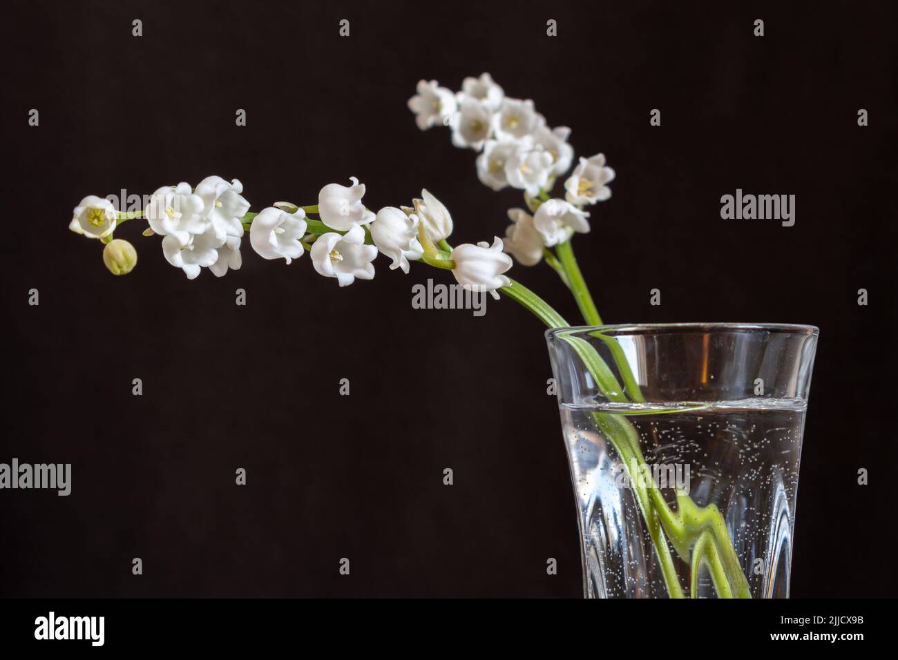 Maiglöckchen (Convallaria majalis) blüht im Glas vor dunklem Hintergrund, Stillleben Stockfoto