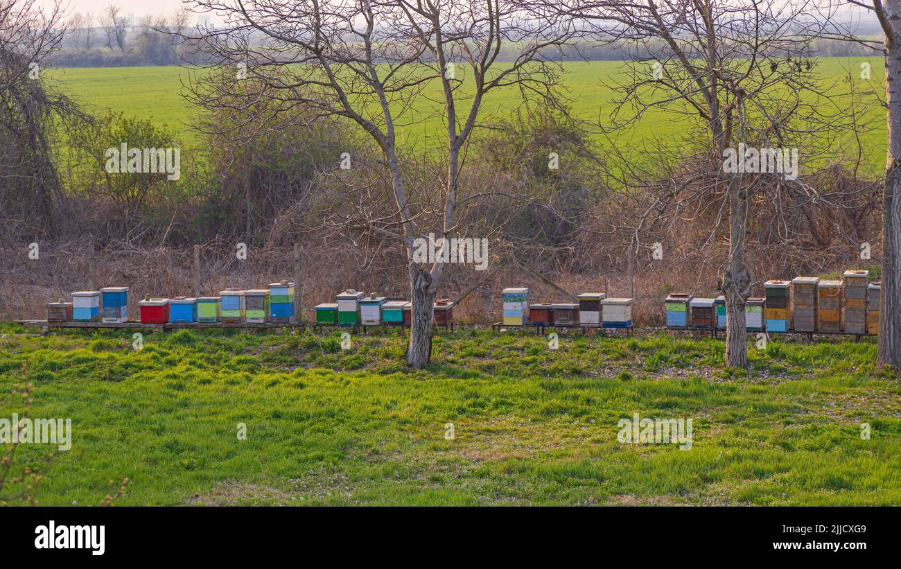 Bunte Bienenstöcke in Row Honey Bees Bienenhaltung Bienenzucht Stockfoto