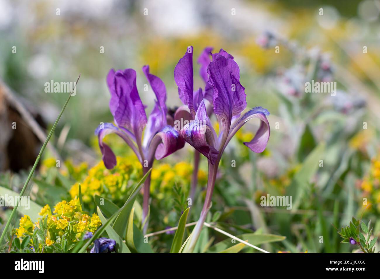Iris attica (Iris pumila) blüht in natürlicher Umgebung Stockfoto
