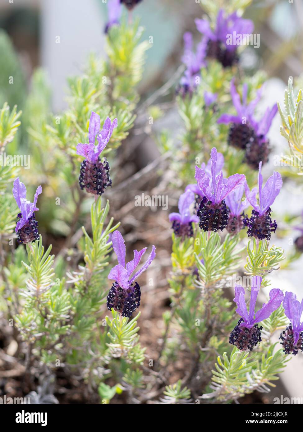Hidcote Englischer Lavendel (Lavandula Angustifolia Hidcote) Stockfoto