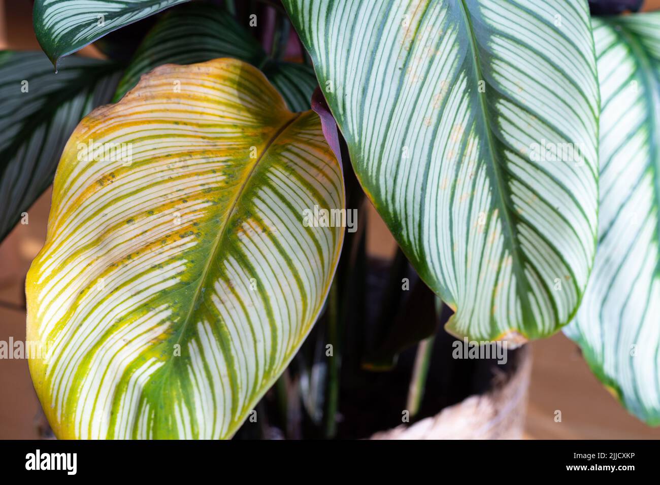 Calathea Majestica 'Weier Stern' (goeppertia majestica) mit gelben Blttern  und braunen Flecken Stockfotografie - Alamy
