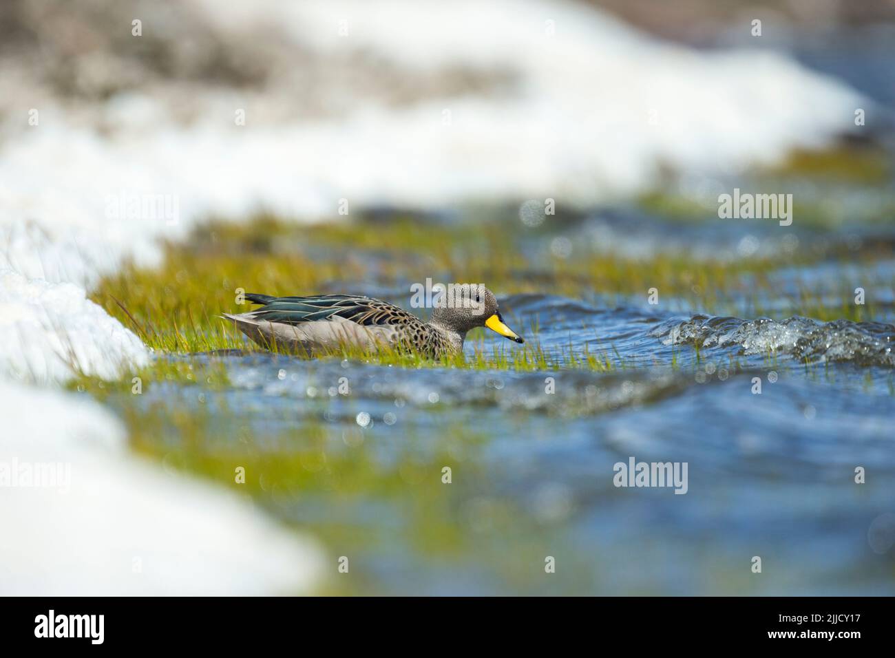 Gesprenkelte Teal Anas flavirostris, Erwachsene, die im Flachwasser forsten, Sea Lion Island, Falkland Islands im Dezember. Stockfoto