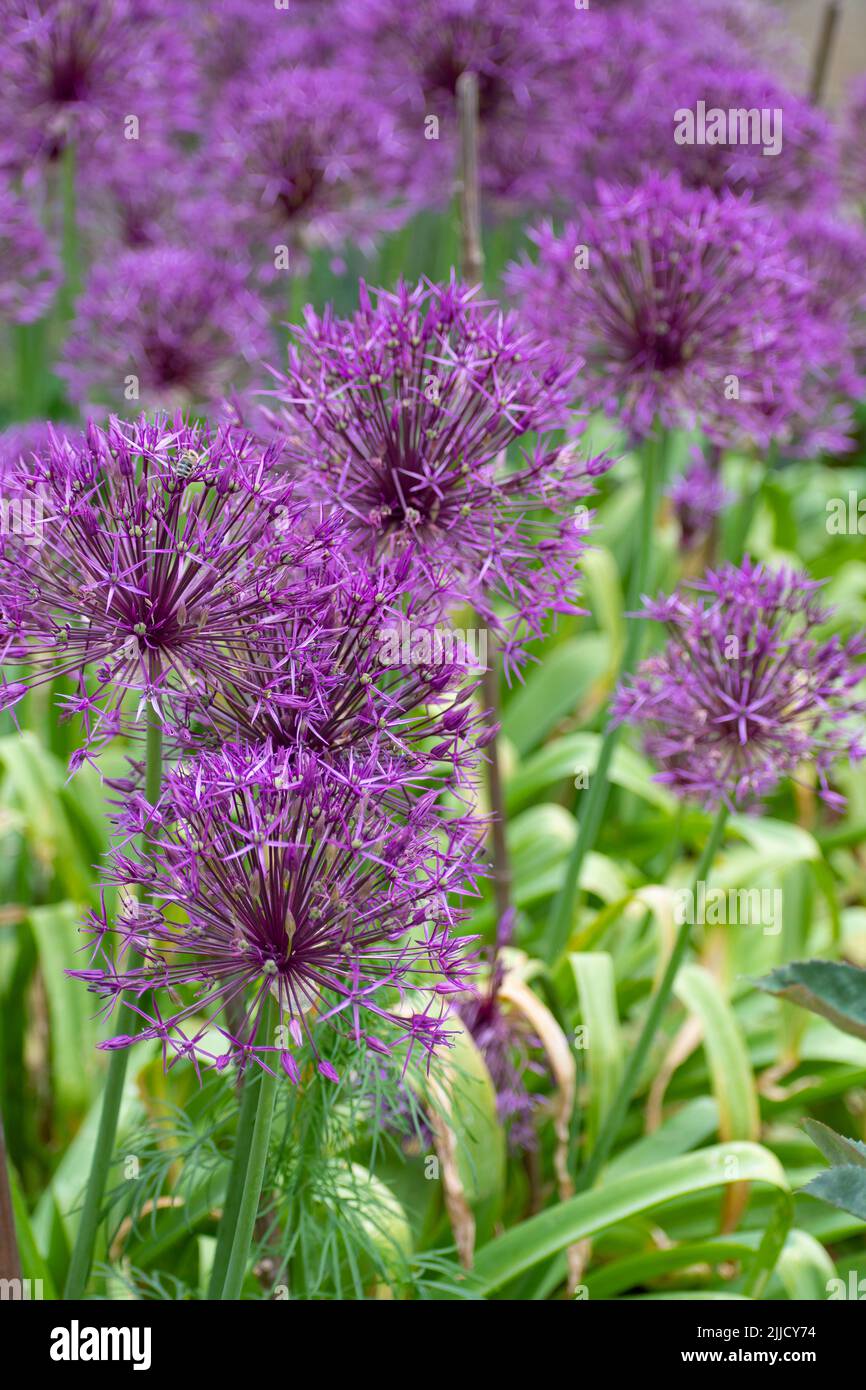 Allium Purple Rain (Zierzwiebel) kugelförmige lila Blüten Stockfoto
