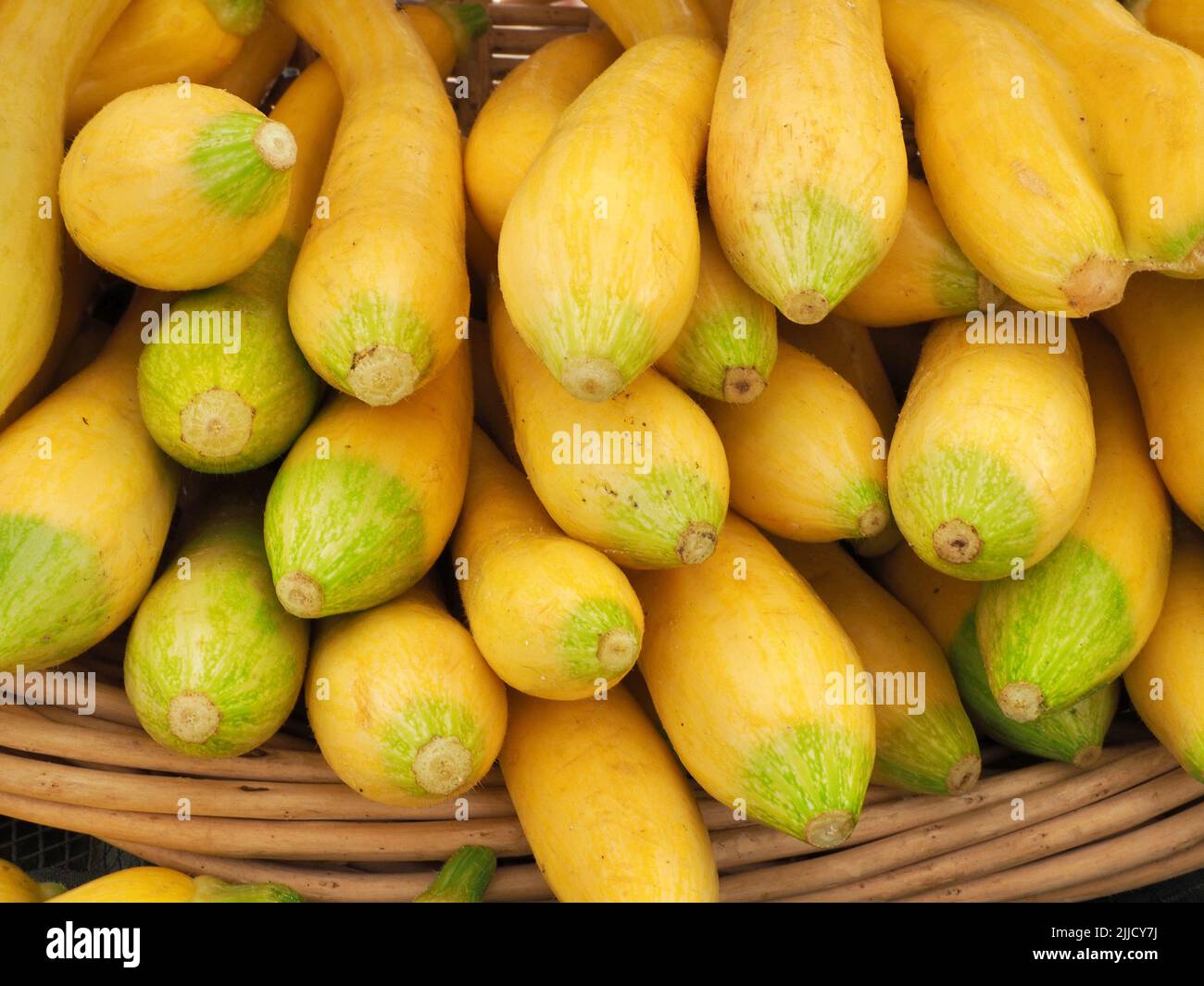 Frischer biologischer gelber Squash im Korb auf dem samstagsmarkt von eugene Stockfoto