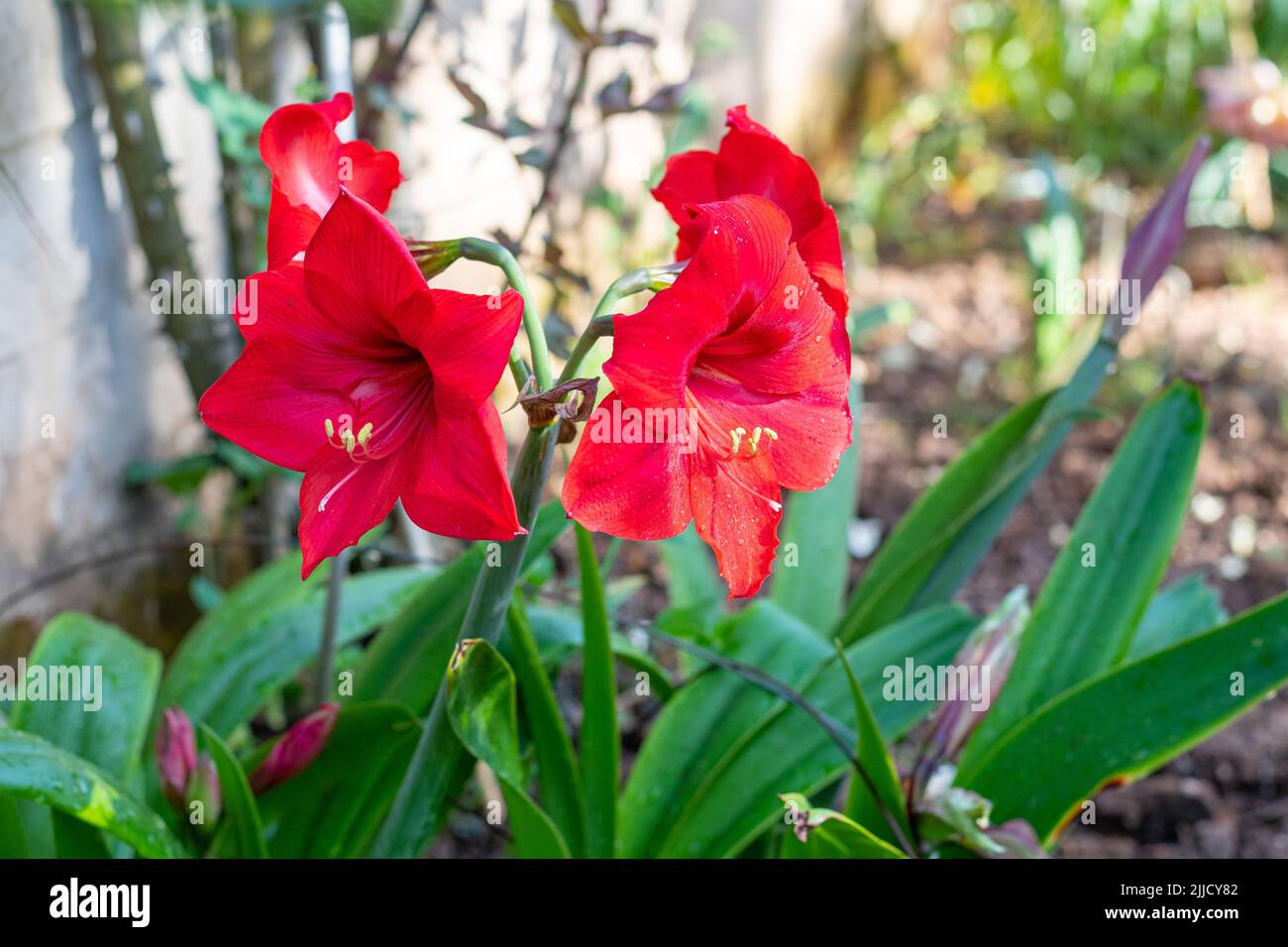 Rote Lilienblüten (Trompetenlilie) Stockfoto