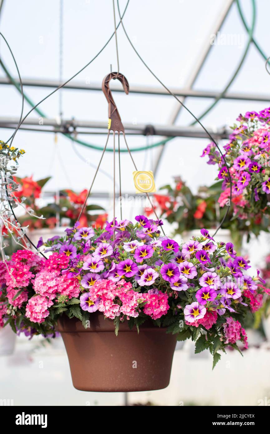 Hängender Korb mit Calibrachoa & Verbena im Gewächshaus Stockfoto