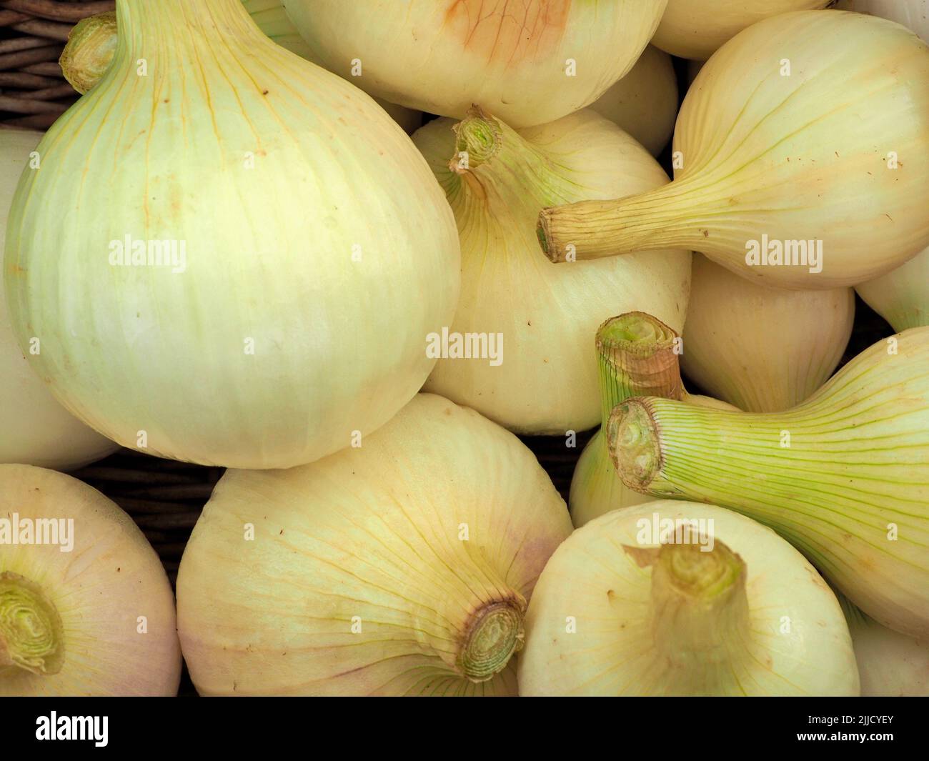 Frische Bio-gelbe Zwiebeln im Korb auf dem samstagsmarkt von eugene Stockfoto