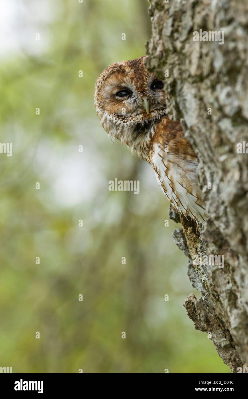 Waldkauz Strix aluco (gefangen), Erwachsener in Baumloch, Castle Caereinion, Wales, Großbritannien, Mai Stockfoto