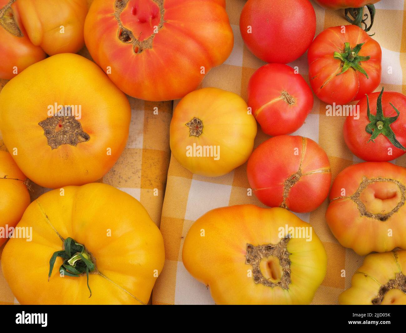 Frische Bio-gemischte gelbe und rote Tomaten auf dem Tisch auf dem samstagsmarkt von eugene Stockfoto