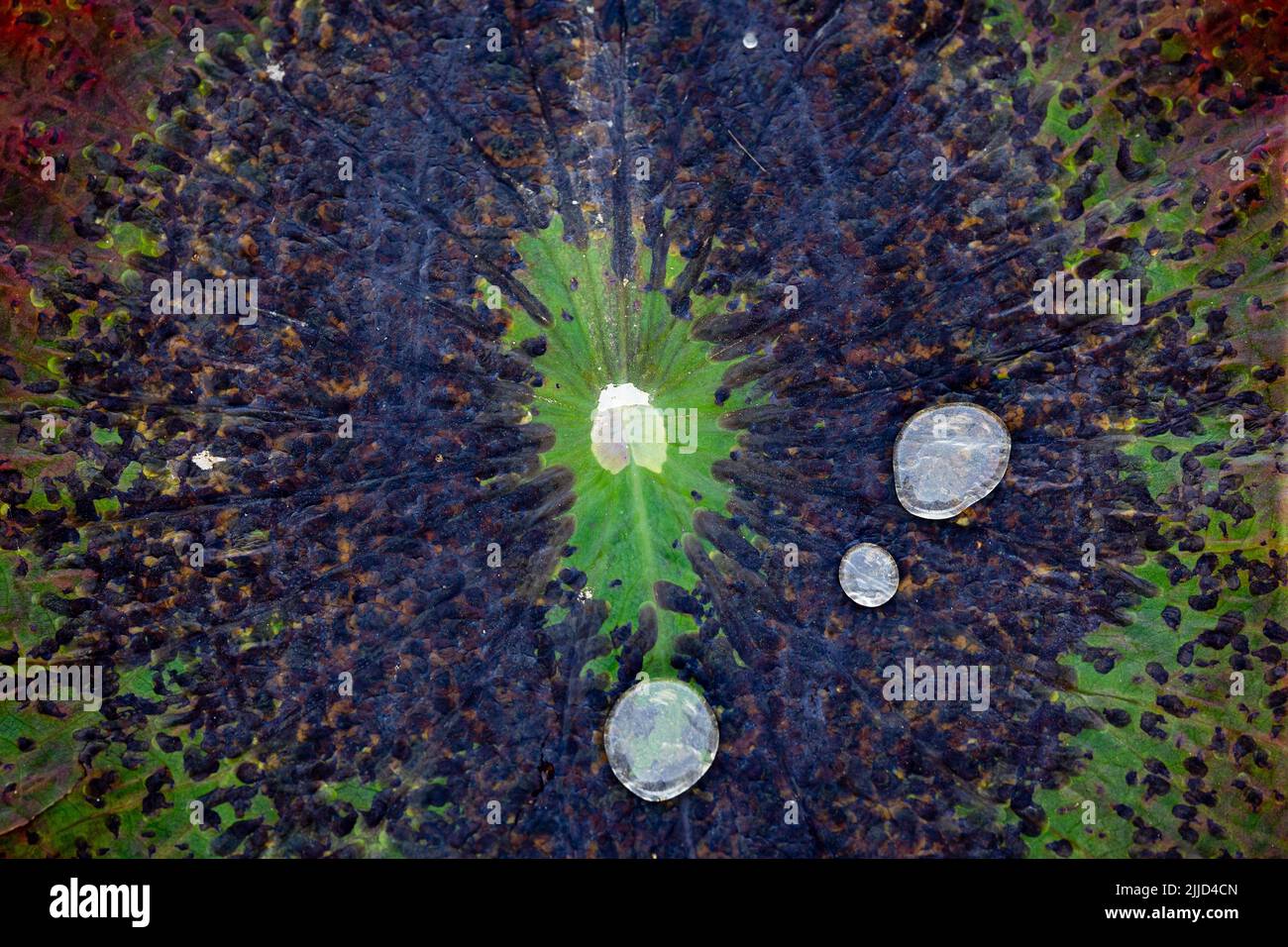 Detail der Lotusblatt Textur Hintergrund mit Wassertropfen Stockfoto