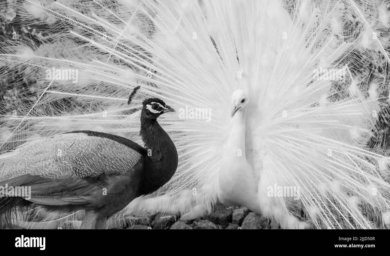 Zwei Pfauen, einer ein weißer Pfau und der andere ein Opalpfau, zeigen Federn in einem Paarungsritual auf Chateau du Rivau, Loire-Tal, Frankreich. Stockfoto