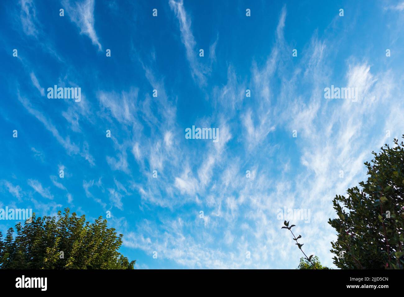 Außergewöhnliche Ausstellung von Cirrus Cloud an einem frühen Juliabend in Großbritannien Stockfoto